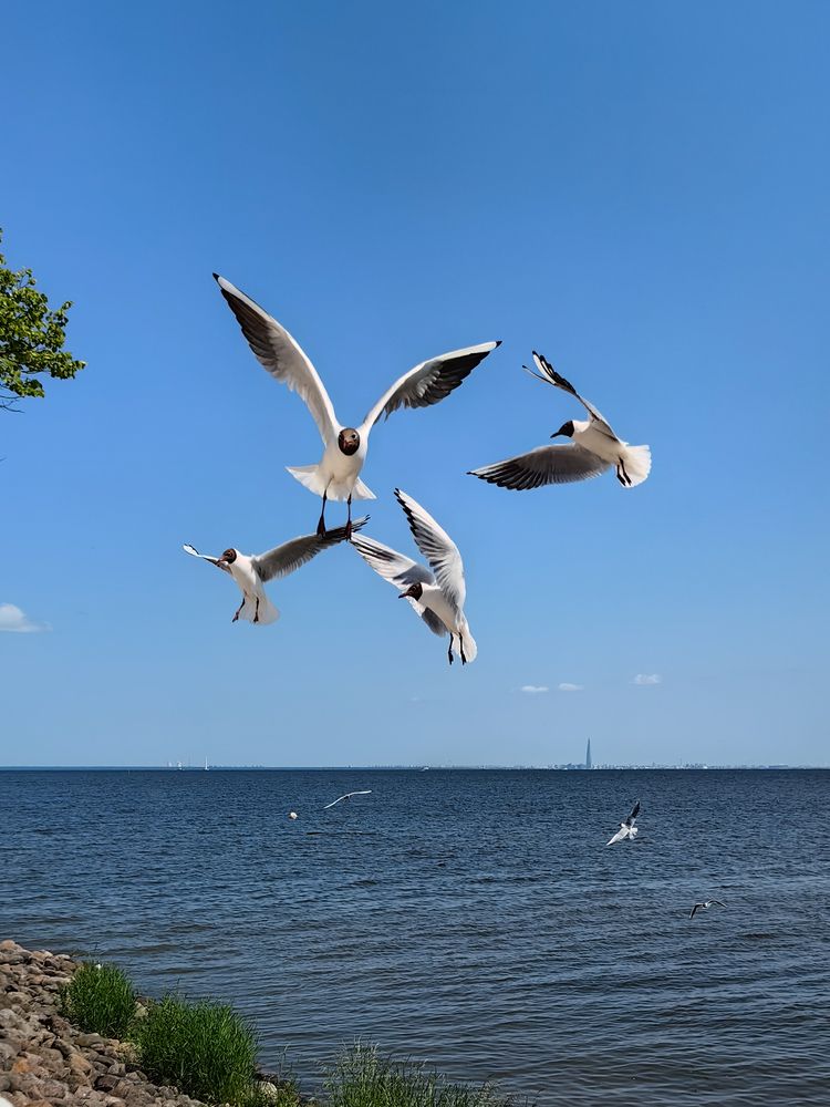 Чайки Петергофа