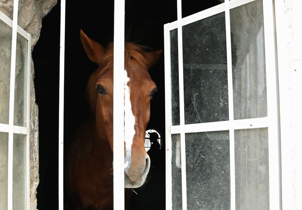 My stable