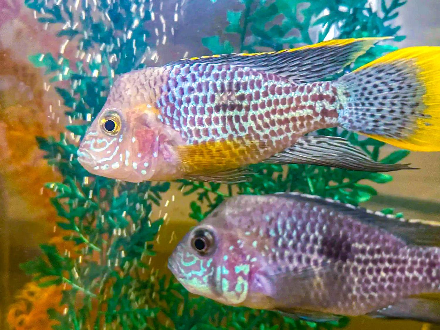 Акара бирюзовая