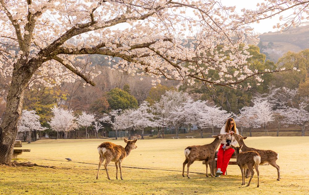 sakura time in Nara park