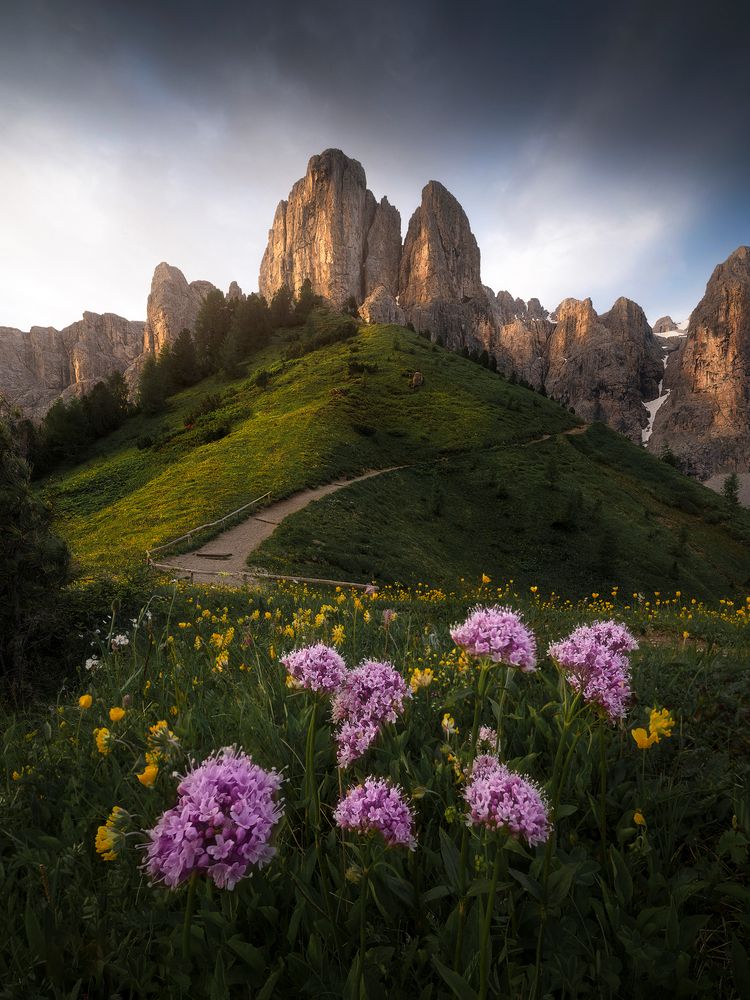 Wildflowers awakening