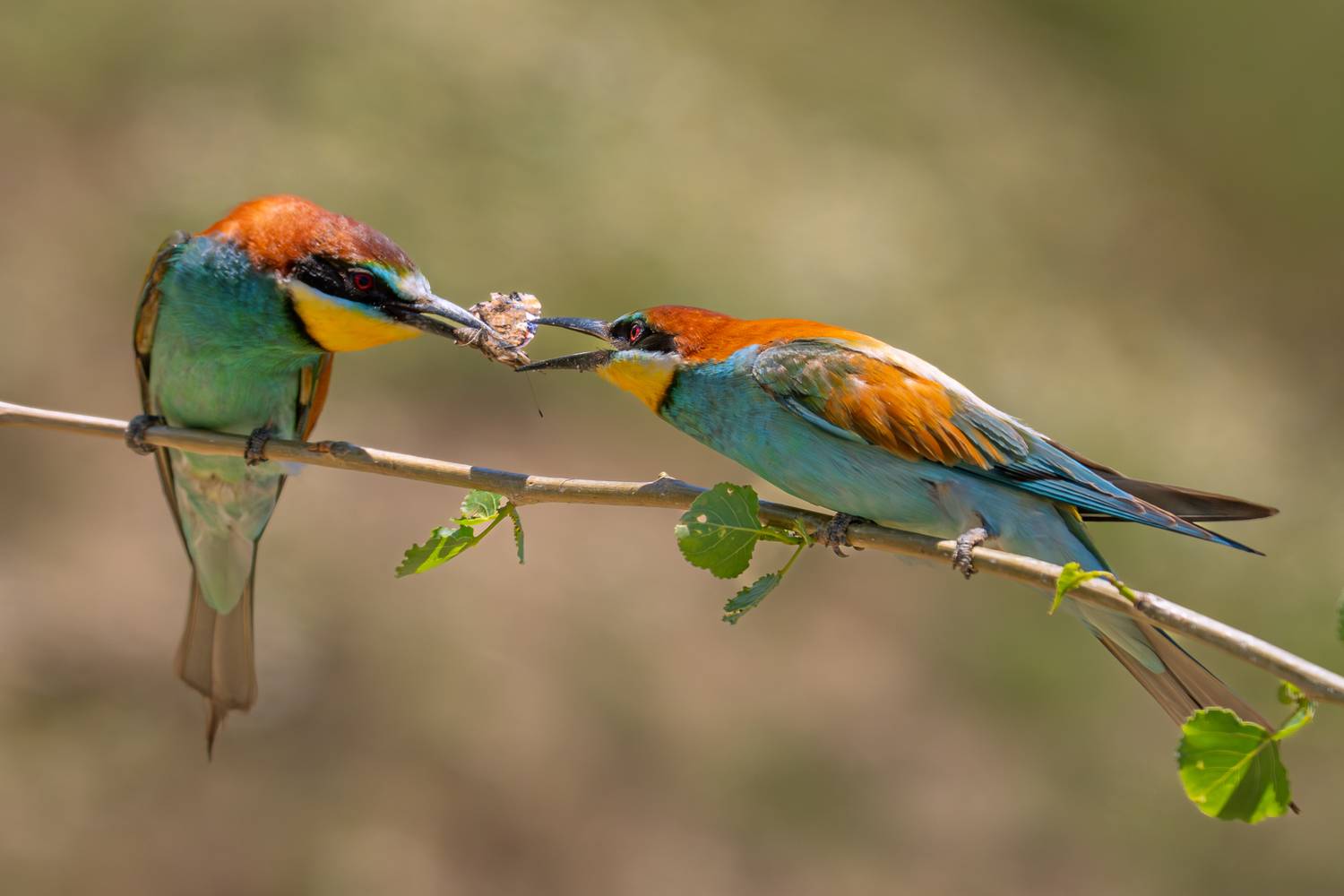 Фотография #13311877