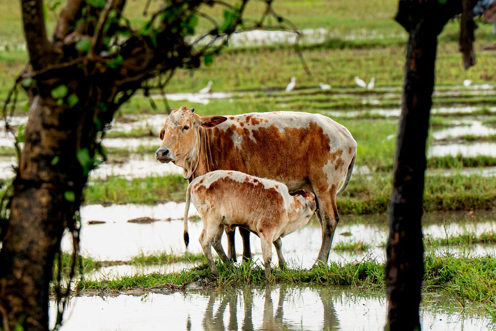 Photograph by Manish Rao