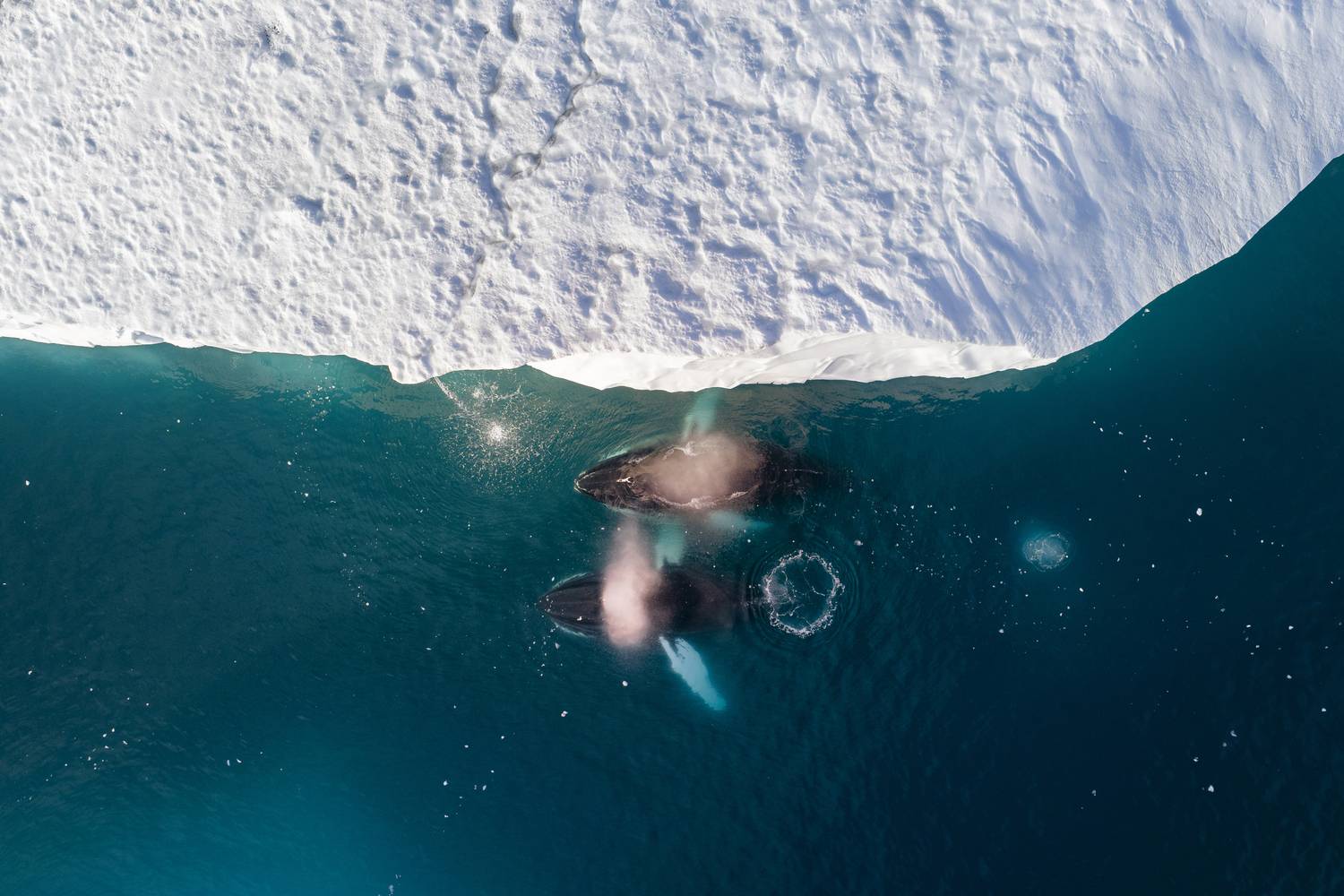 Фотография #13312051