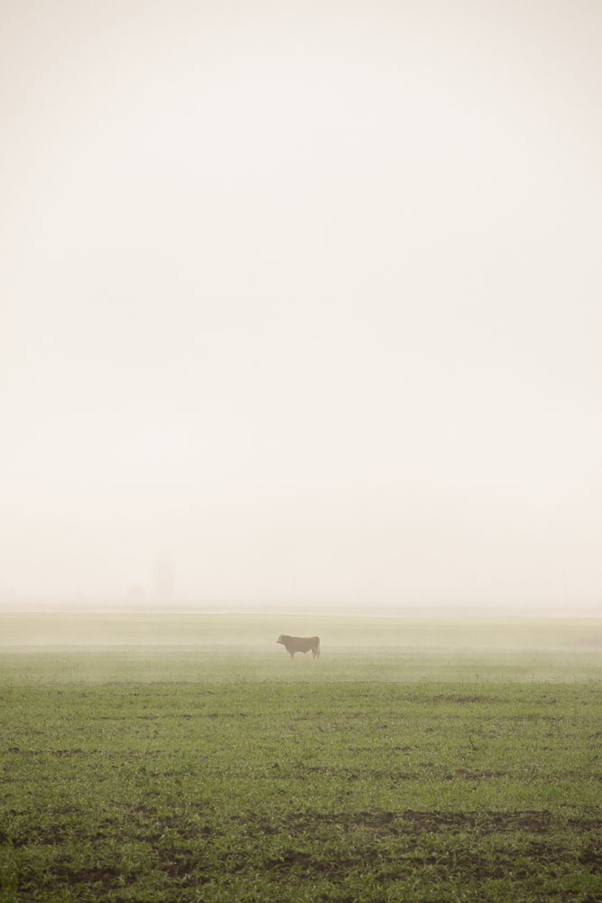 Photo #13312338