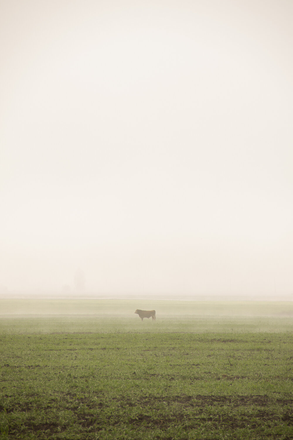 Photo #13312338