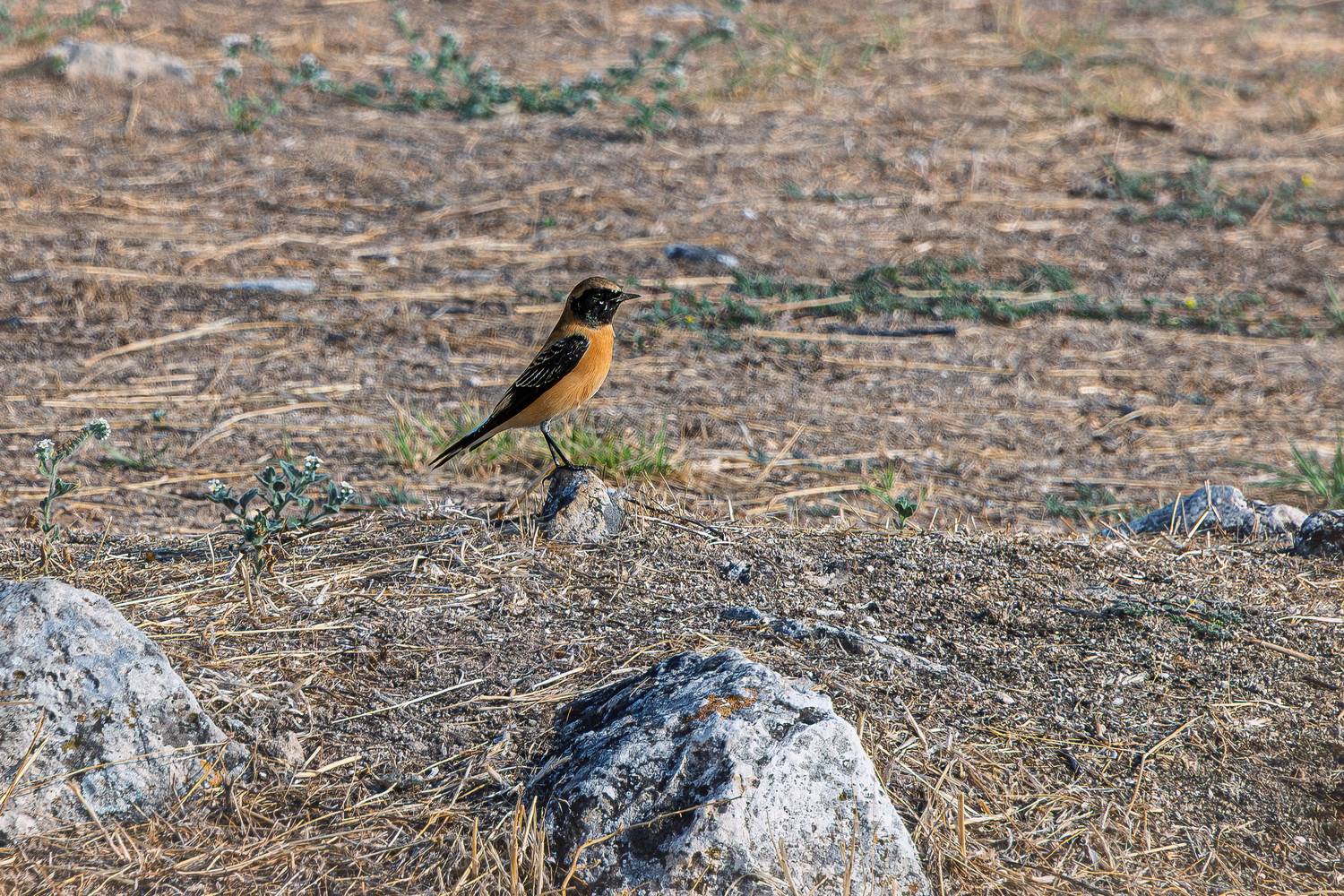 Каменка обыкновенная
