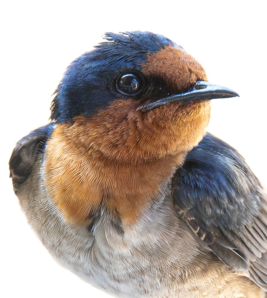 Photograph by Alexei Kriptozoy