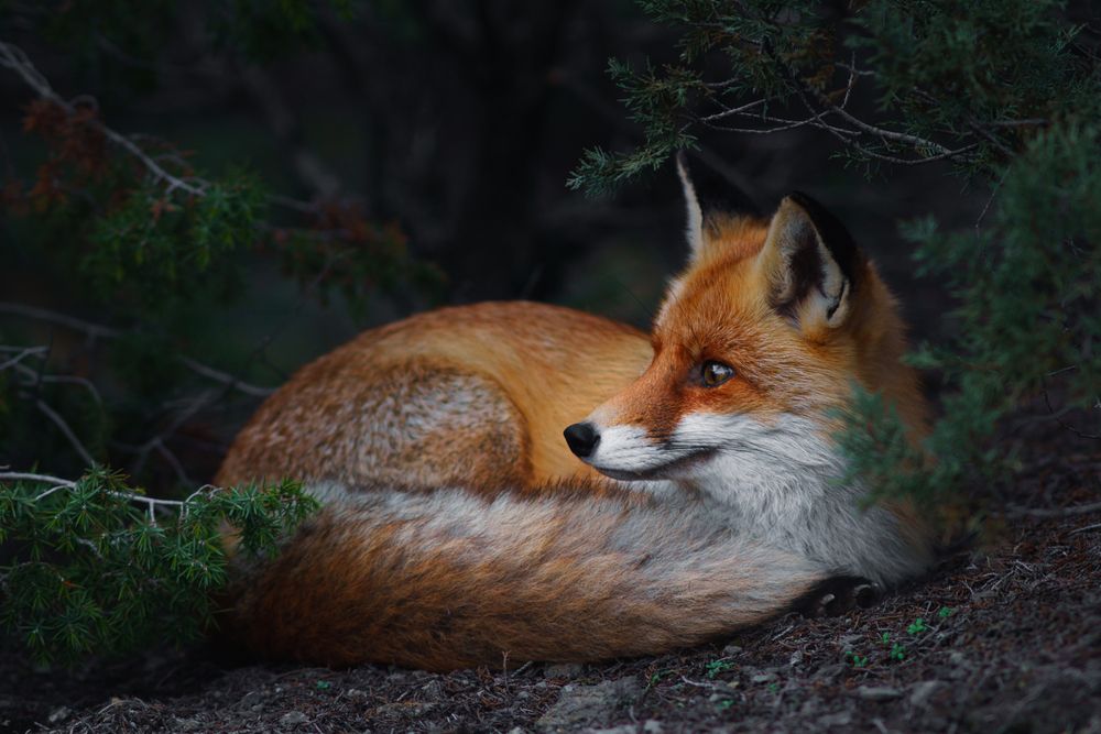 Photograph by Кривцов Андрей