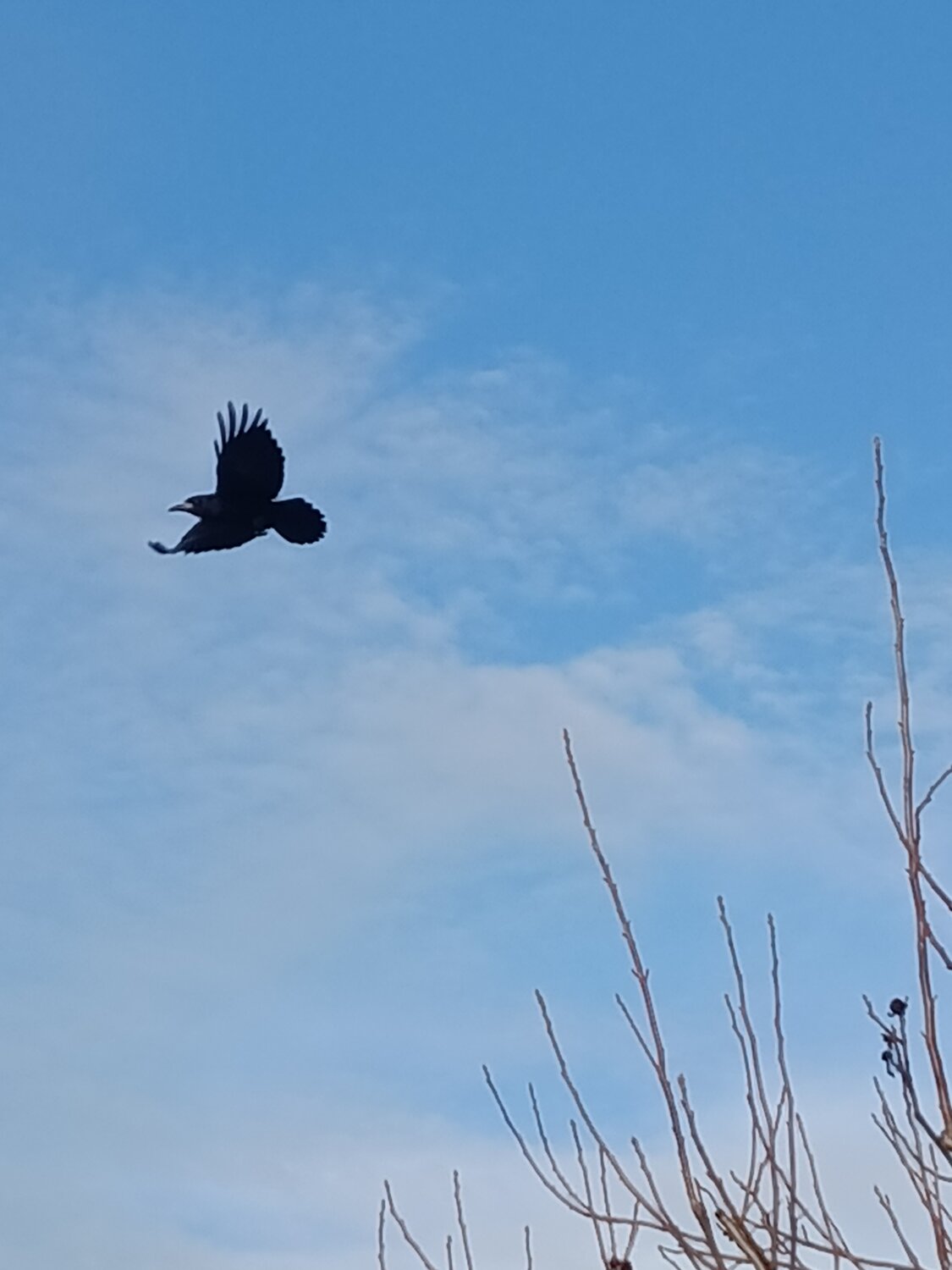Photo #13312445