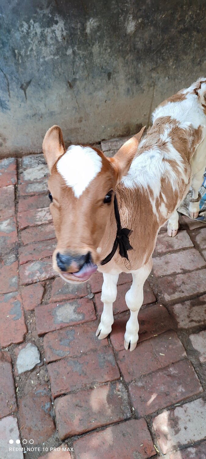 Photo #13312547