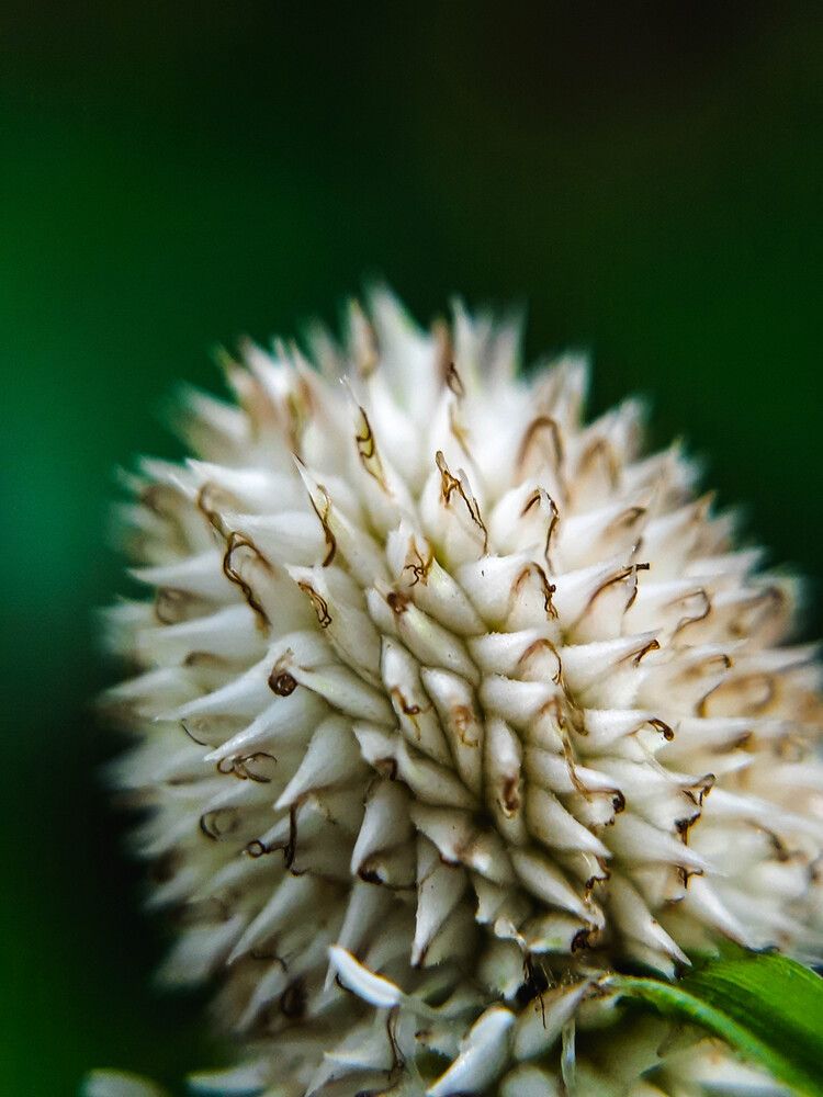 Cyperus mindorensis