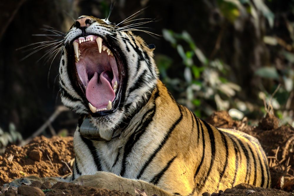 Photograph by Nikhil Joshi