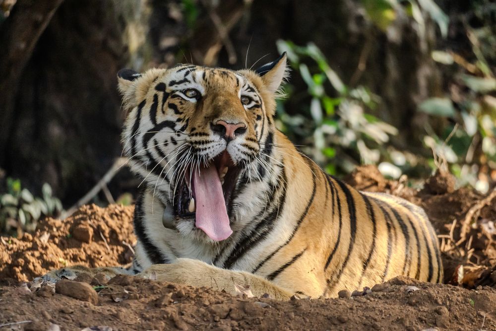 Photograph by Nikhil Joshi