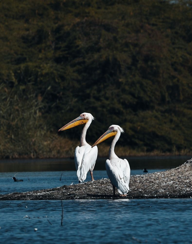 Great White Pelicans