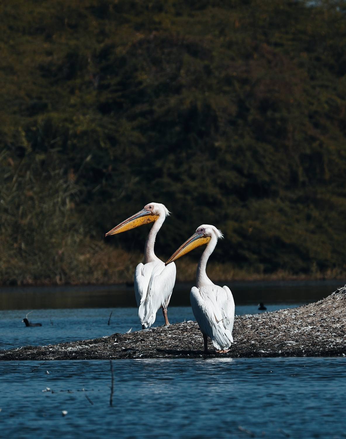 Great White Pelicans