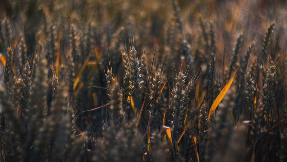Photograph by Дмитрий Диков