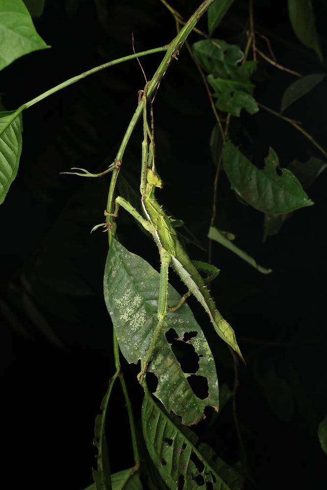 Ballet in the forest
