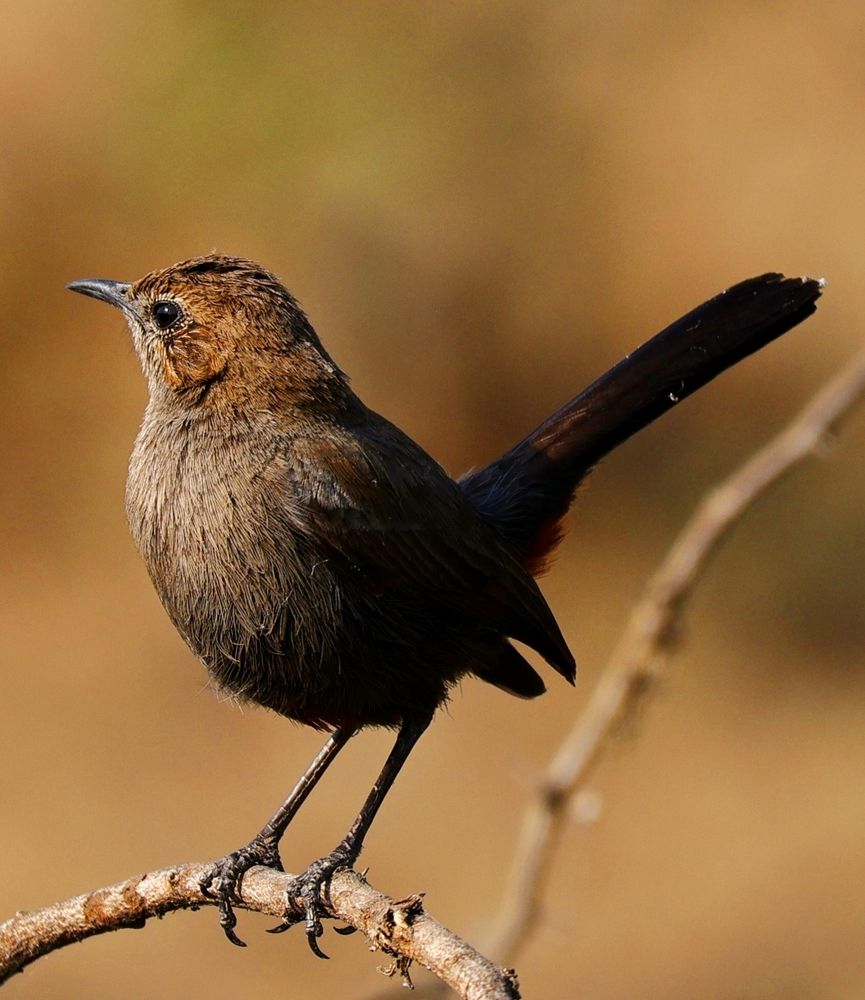 Indian Robin