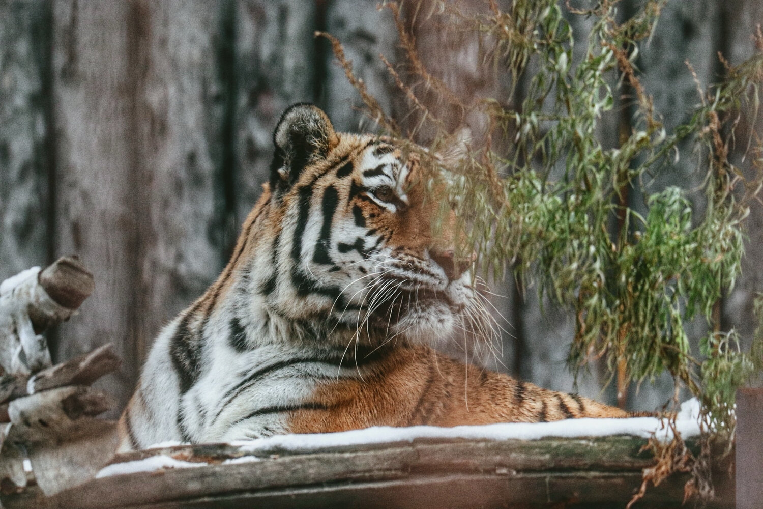 Photo #13312844