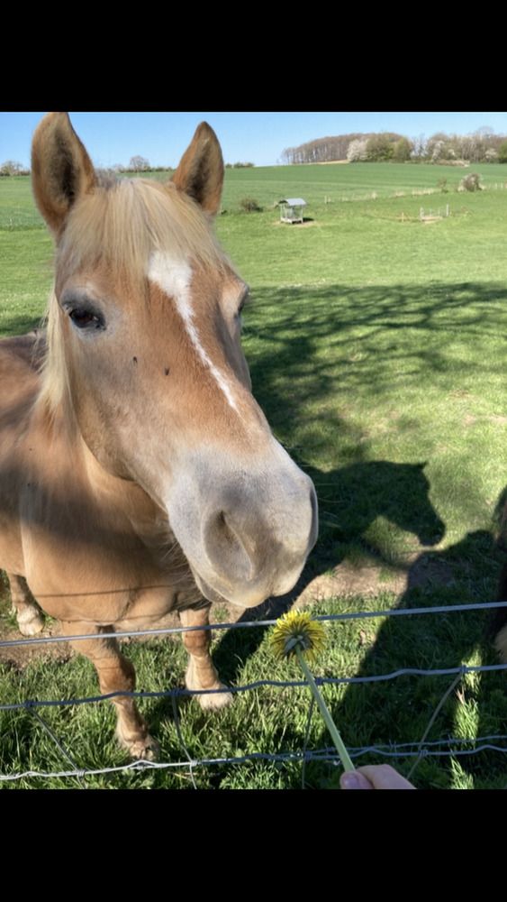 Фотография автора Olena Rebrova