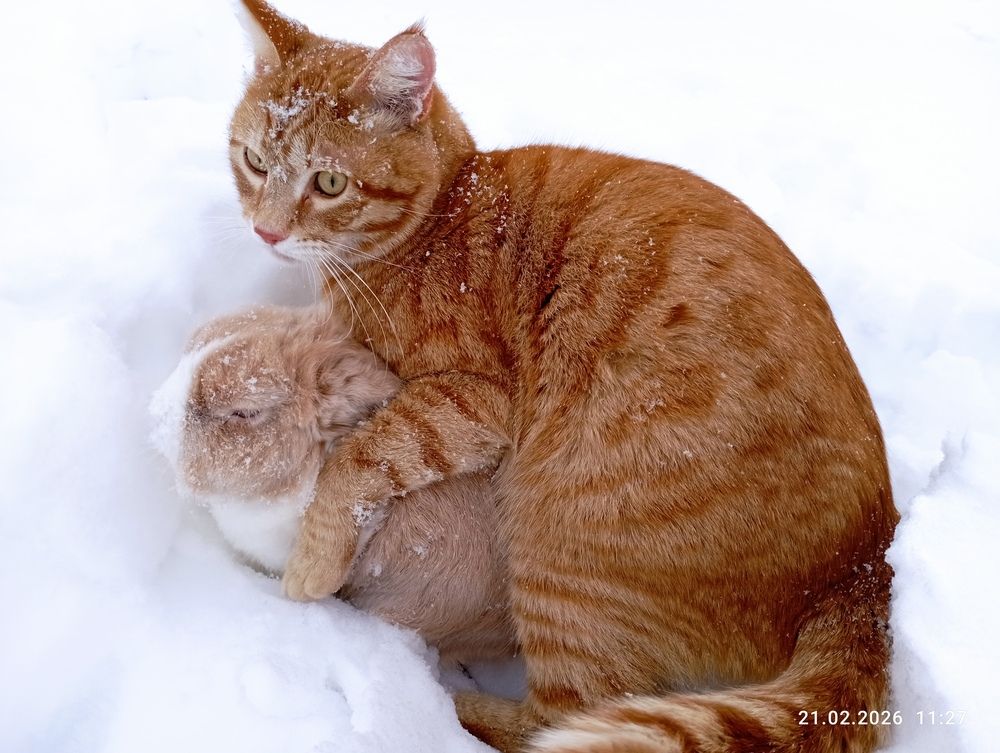 Снежные обнимашки