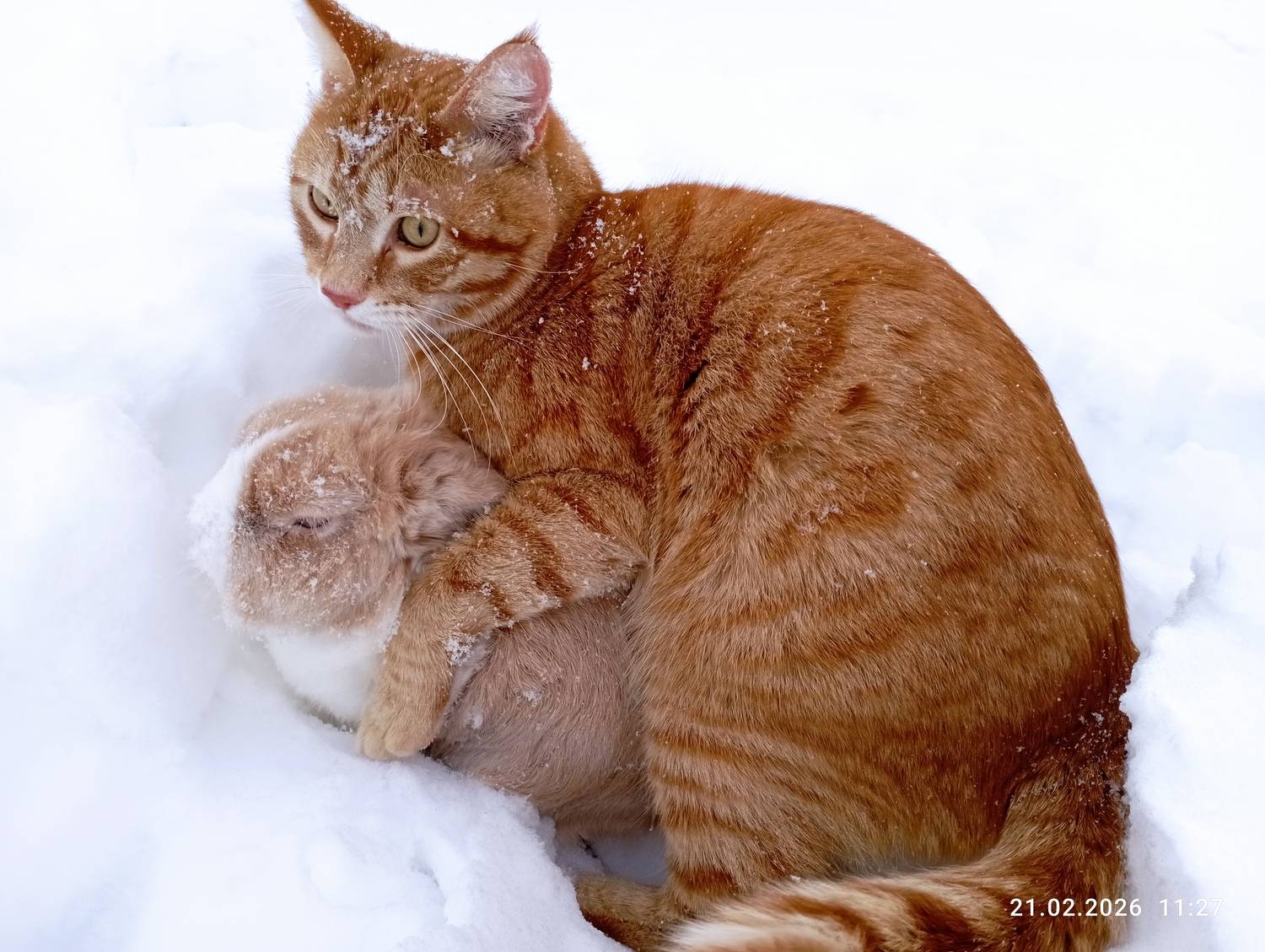 Снежные обнимашки