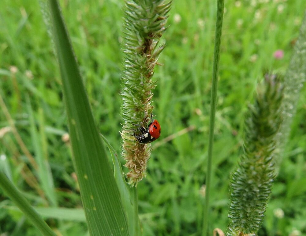 Божья коровка