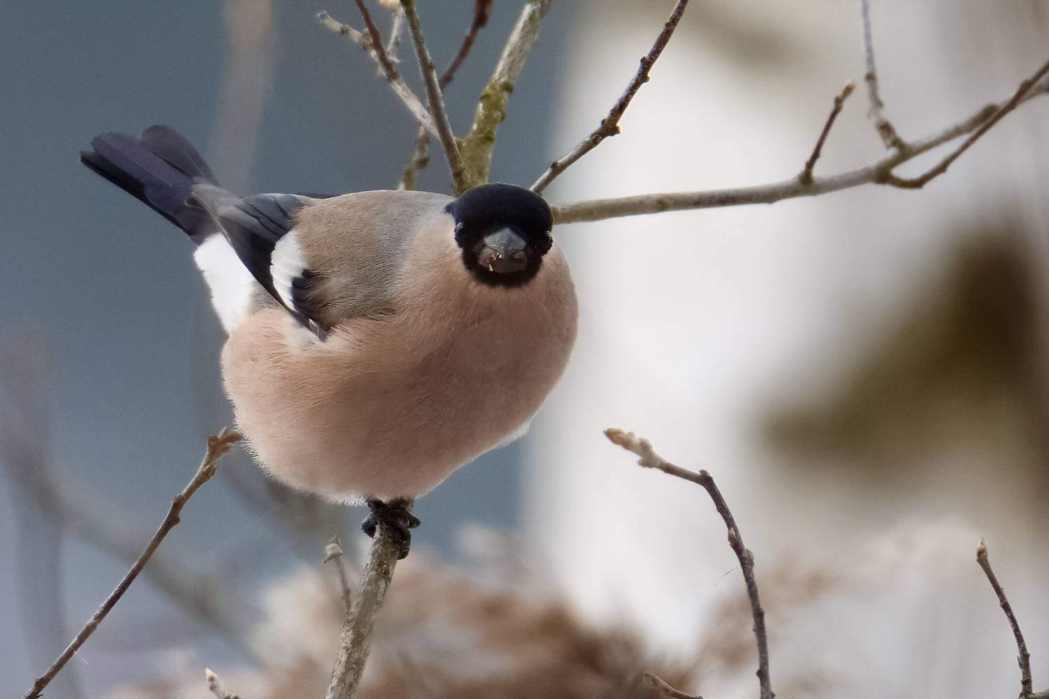 Есть зёрна?