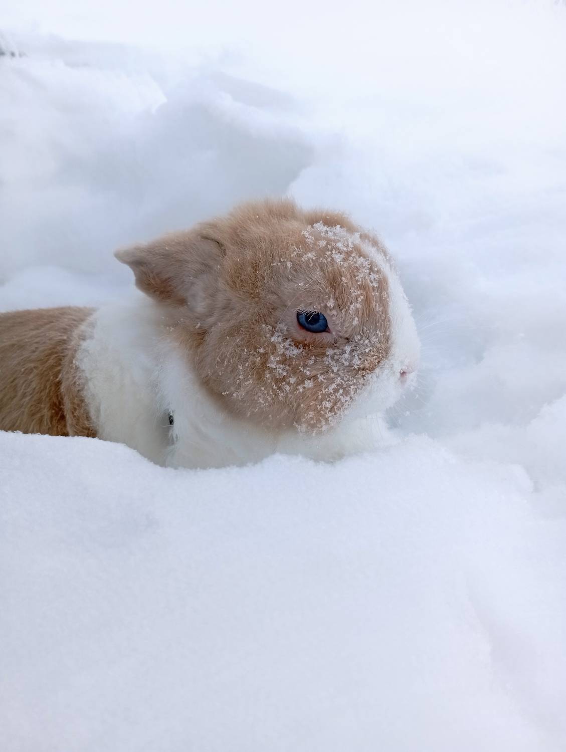 Фотография #13313056