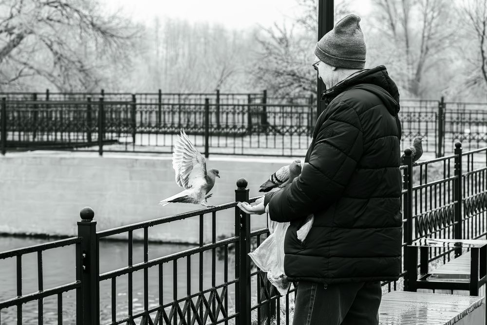 Голубь мой родной