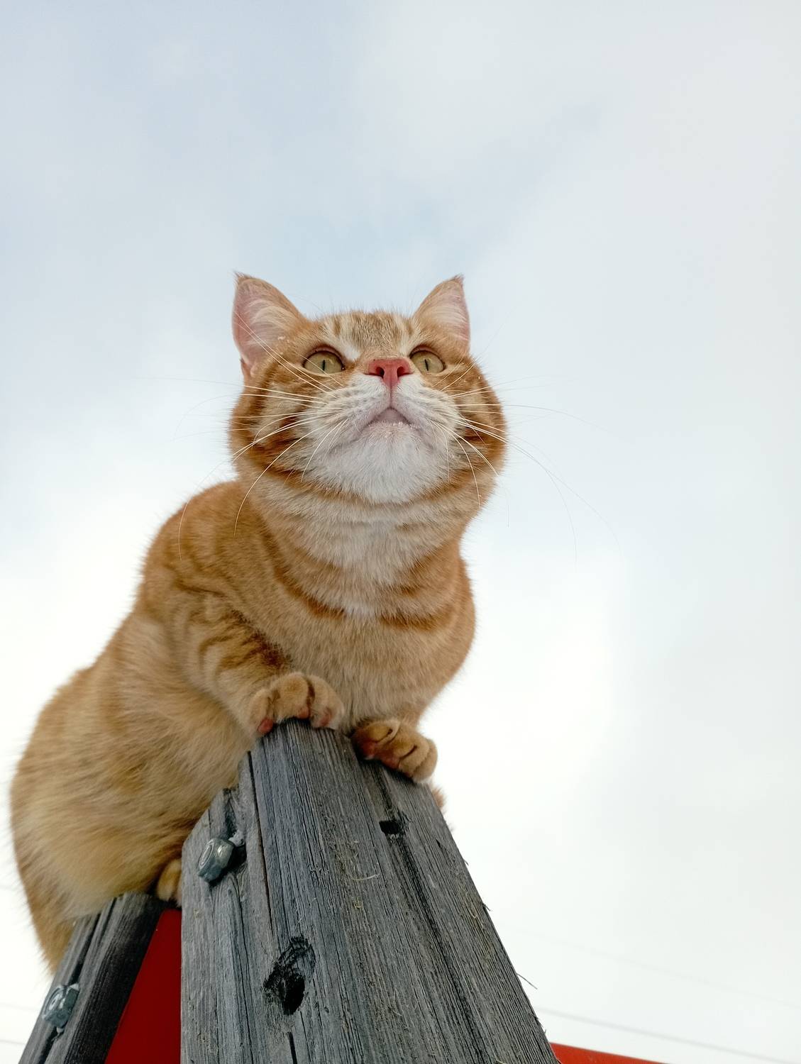 Фотография #13313088