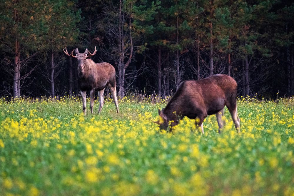 Photograph by Бодрягин Виталий