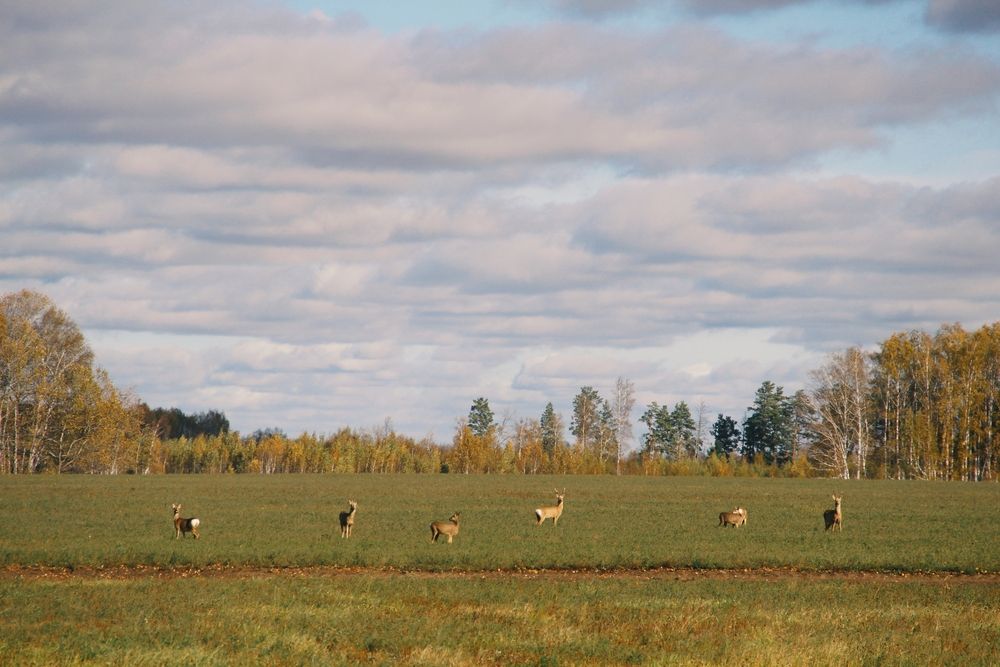Photograph by Игорь Герасимов