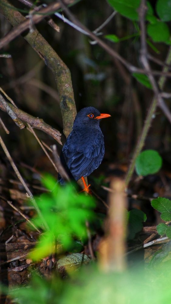 Photograph by Thilakshan Dananja