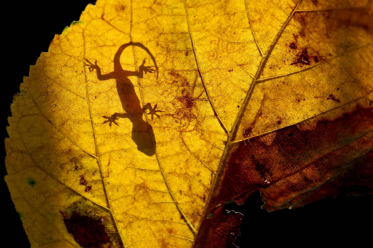 Фотография #13313414