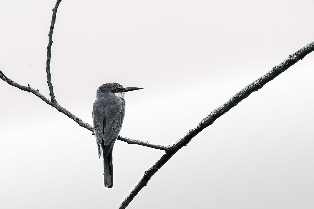 Thoughtless : Living pace fl