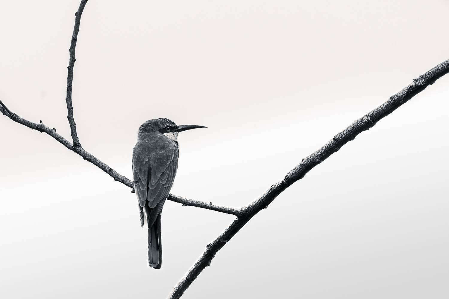 Thoughtless : Living pace fl