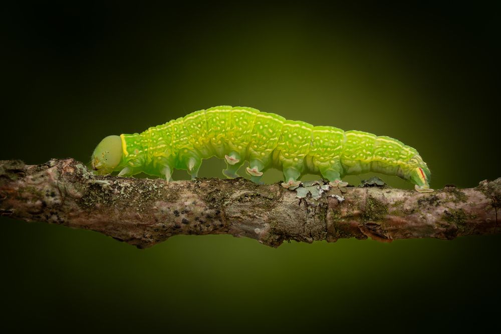 Green caterpillar
