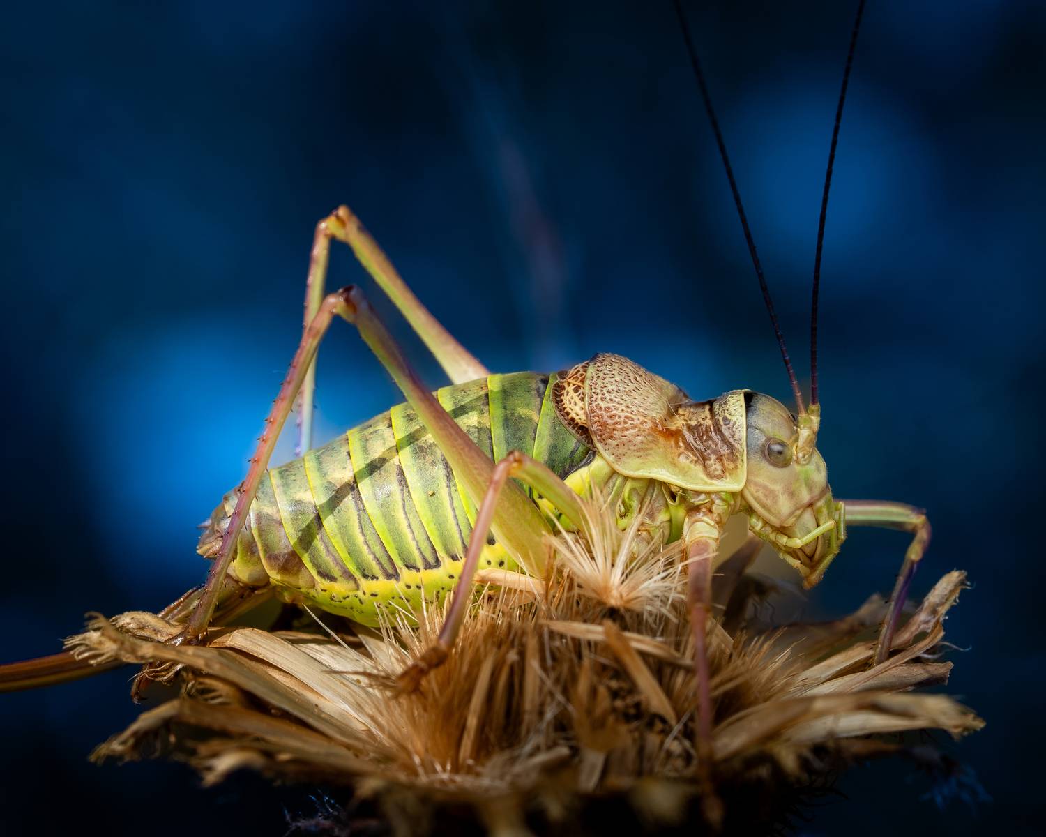 The Great green bush-cricket