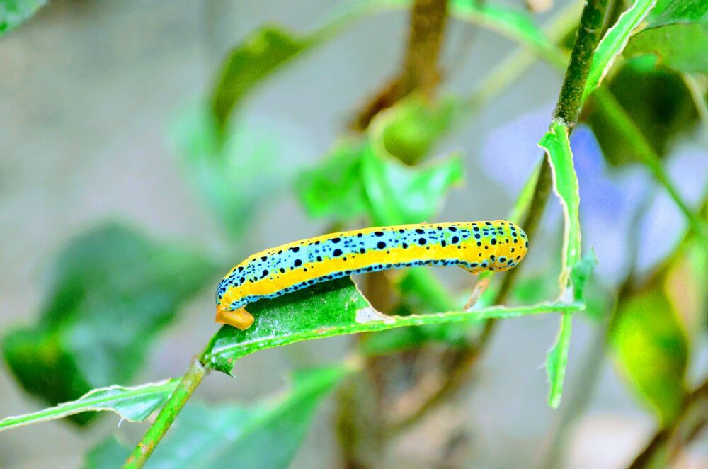 Photograph by Thilakshan Dananja
