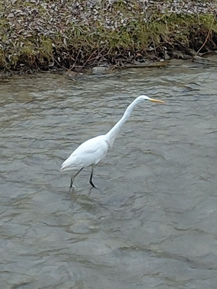Цапля в Березовой речке г.  Кисловодск