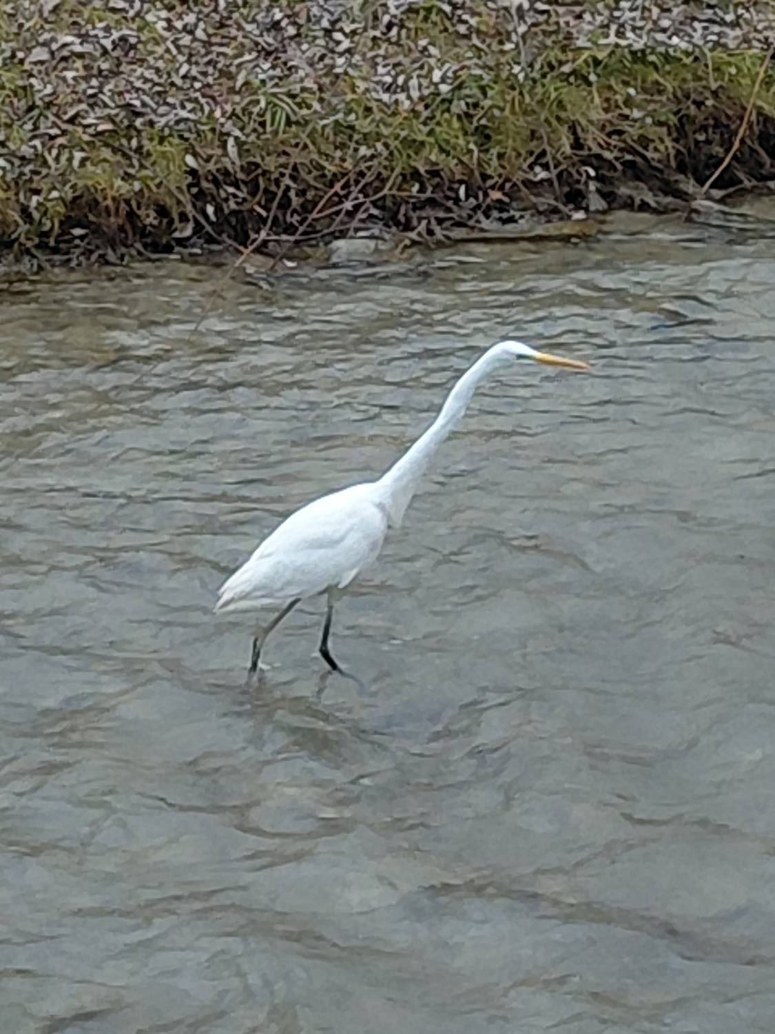 Цапля в Березовой речке г.  Кисловодск
