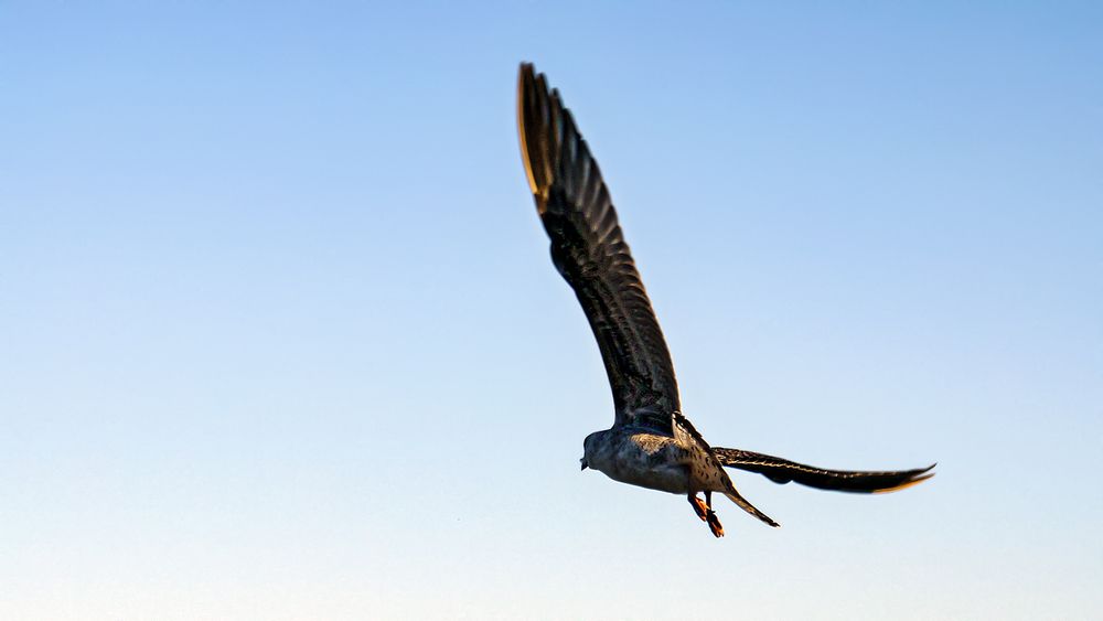 Полёт с размахом