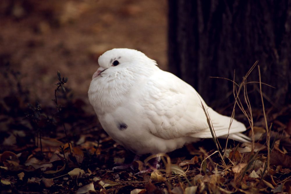 Photograph by Алексей Демеш