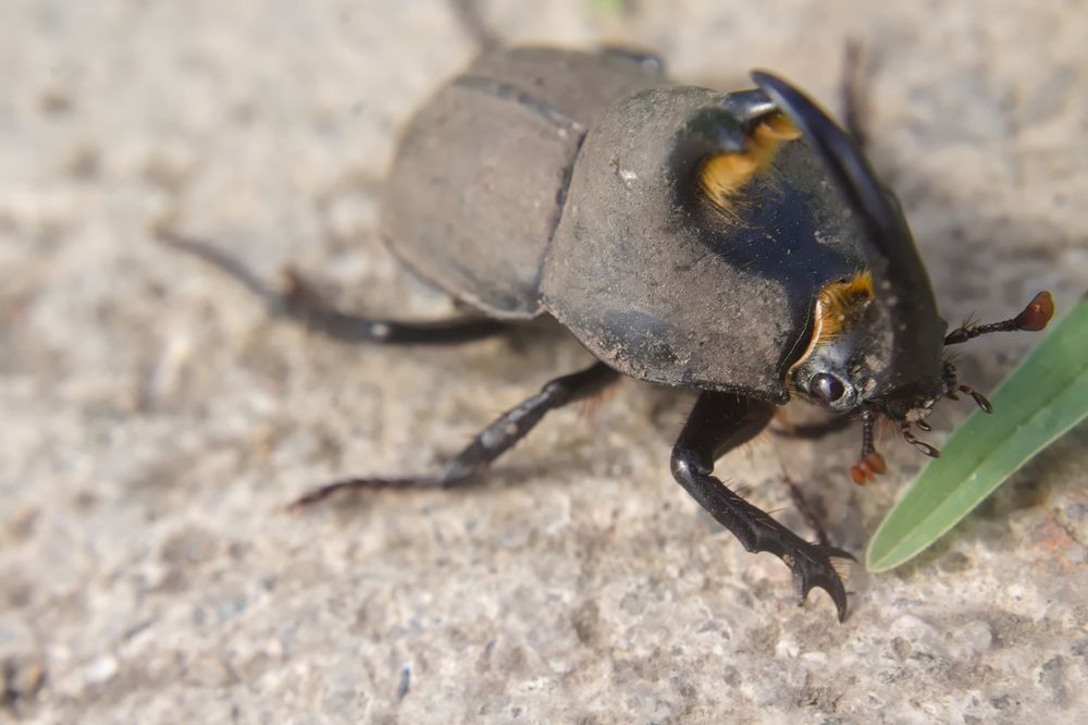 Фотография автора Guillermo Topp