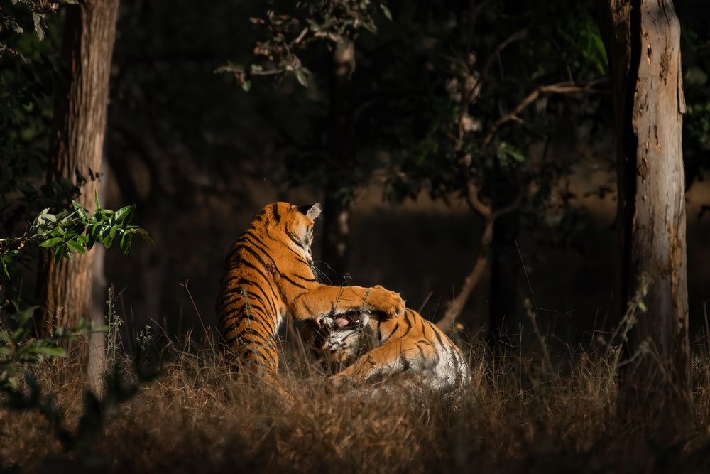 Фотография автора Aryaman Dhiman
