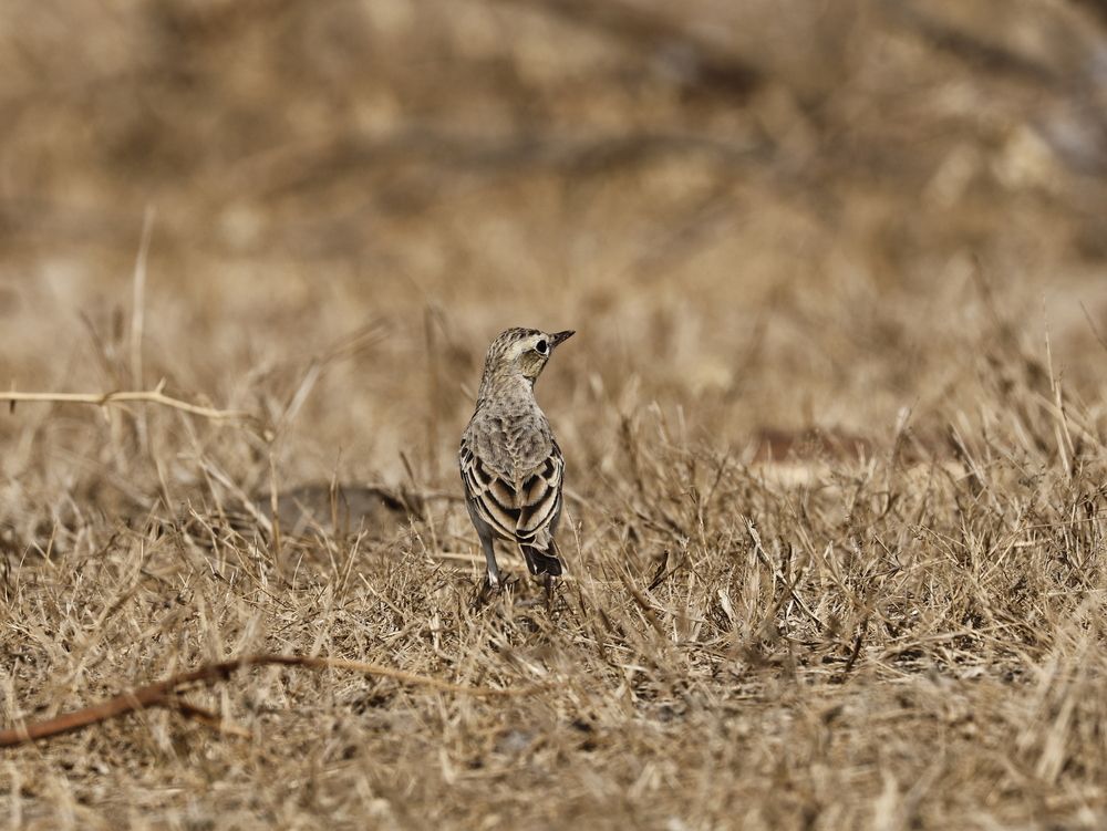 Paddy field Pipit