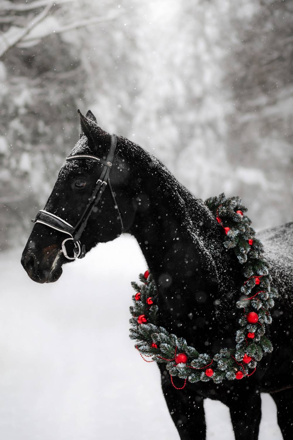 Фотография #13314069