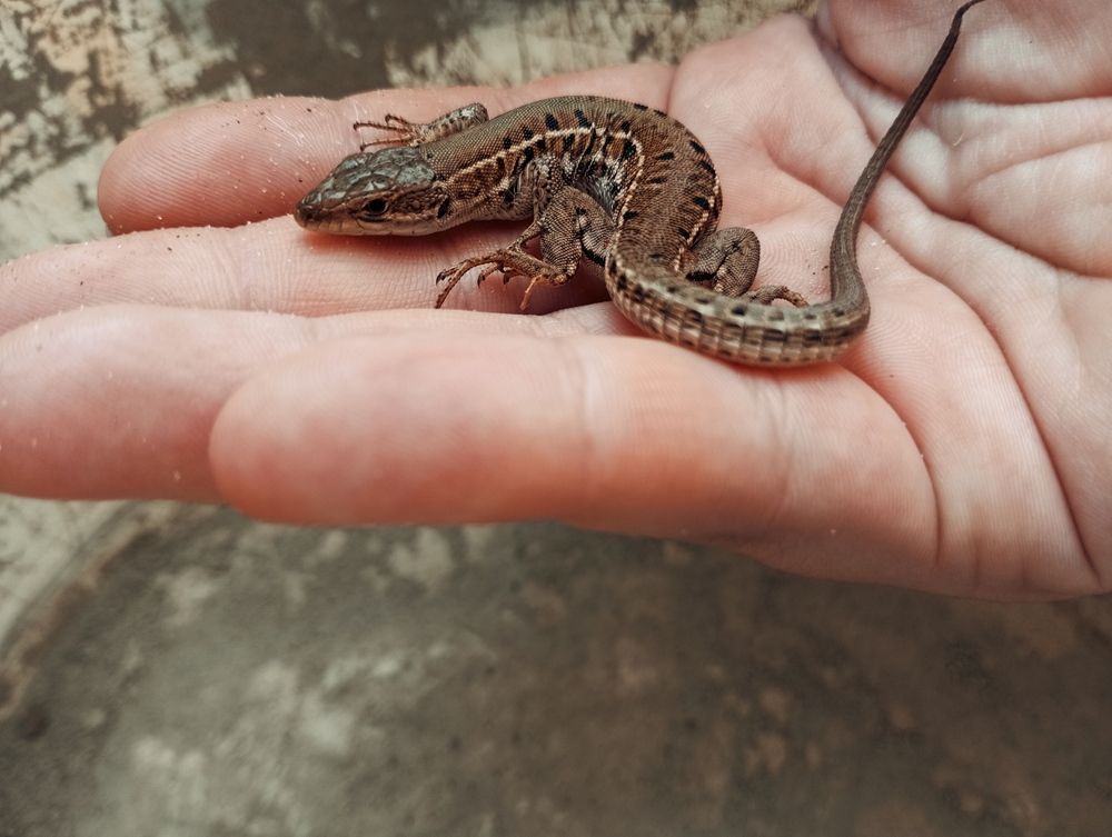 Фотография автора София Галиева